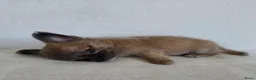 Chihuahua honden te koop: Chihuahua pup (klein reutje) - Advertentie 9