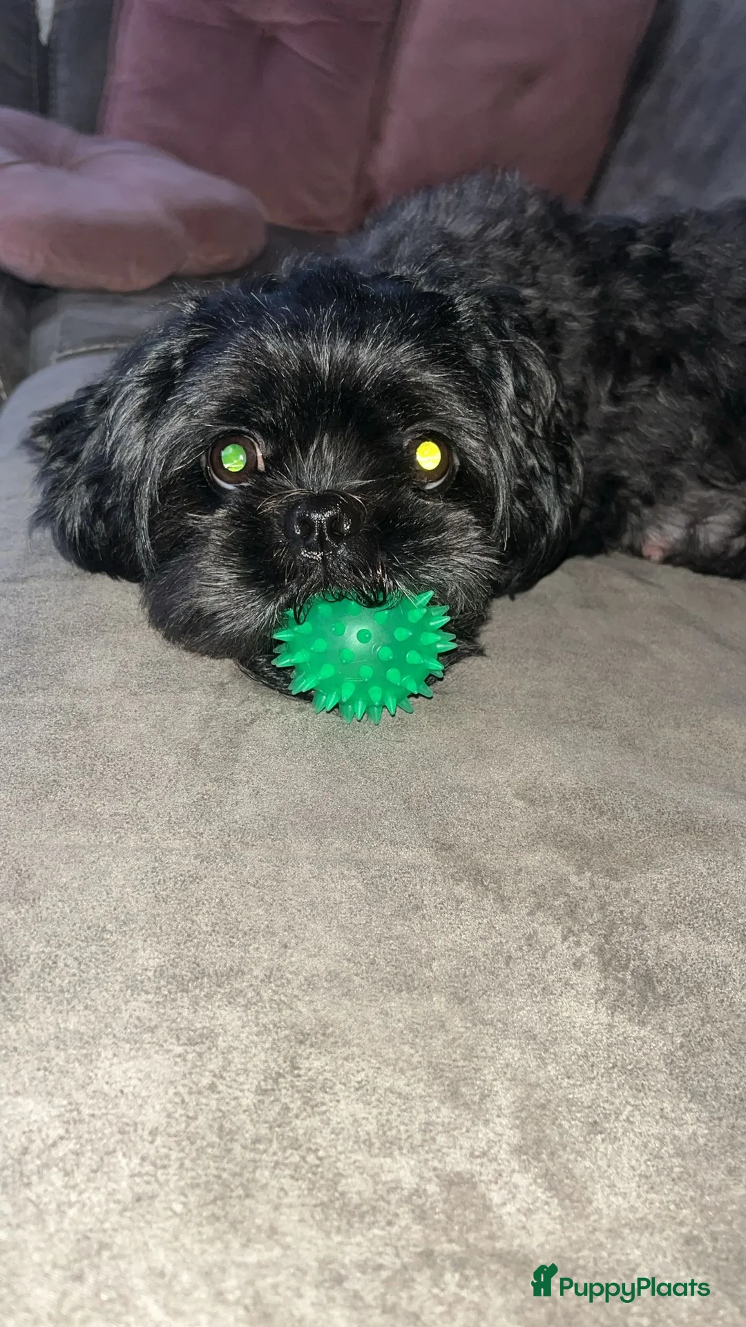 Shih Tzu honden te koop: Prachtige Shih Tzu pups - Advertentie 7