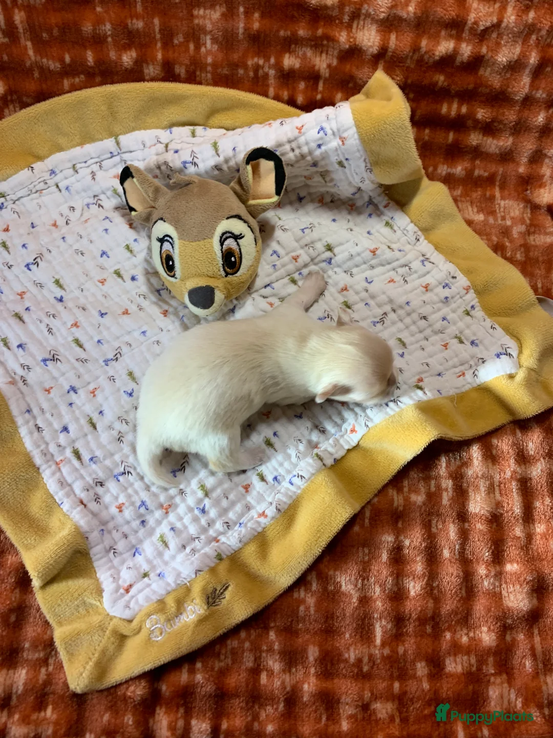 Chihuahua honden te koop: Chihuahua - Advertentie 5