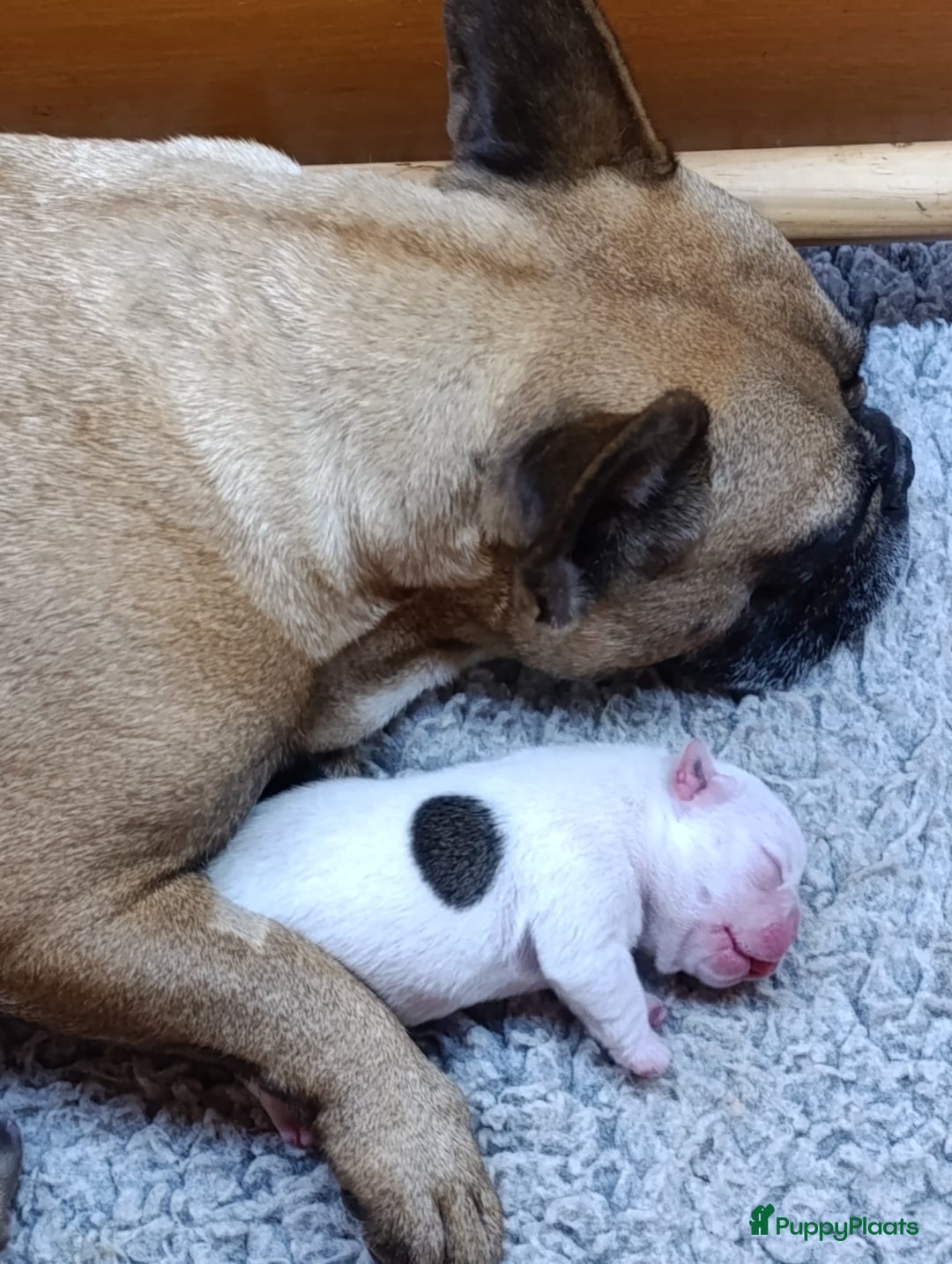 Franse Bulldog honden te koop: Franse bulldog raszuiver FCI (uitgebreid getest)  - Advertentie 20