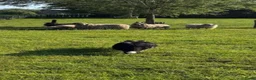 Border Collie honden te koop: Border Collie pups met FCI stamboom - Advertentie 11