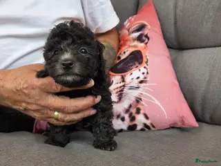 Dwergpoedel honden Dwergpoedels - Advertentie 3