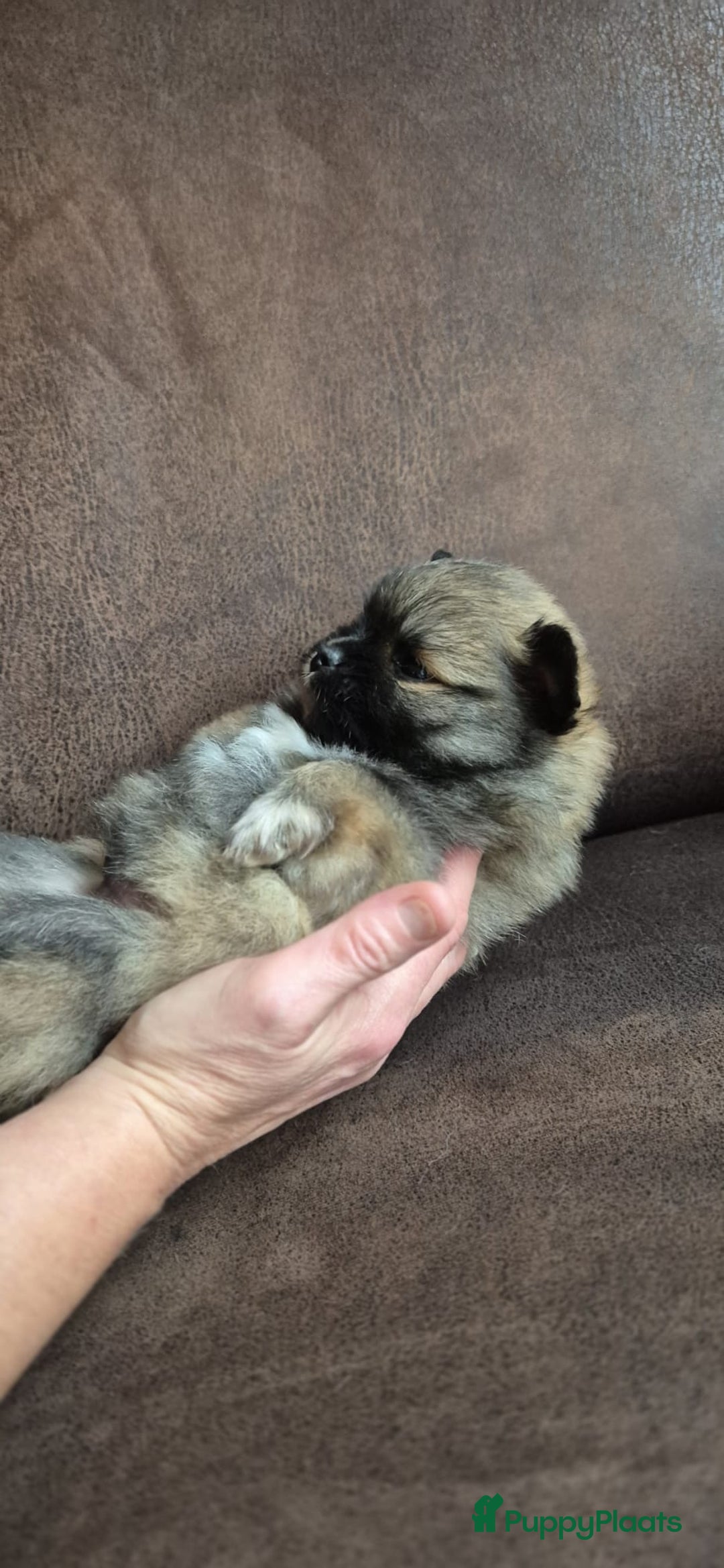 Kruising honden te koop: 3 reutjes - Advertentie 28