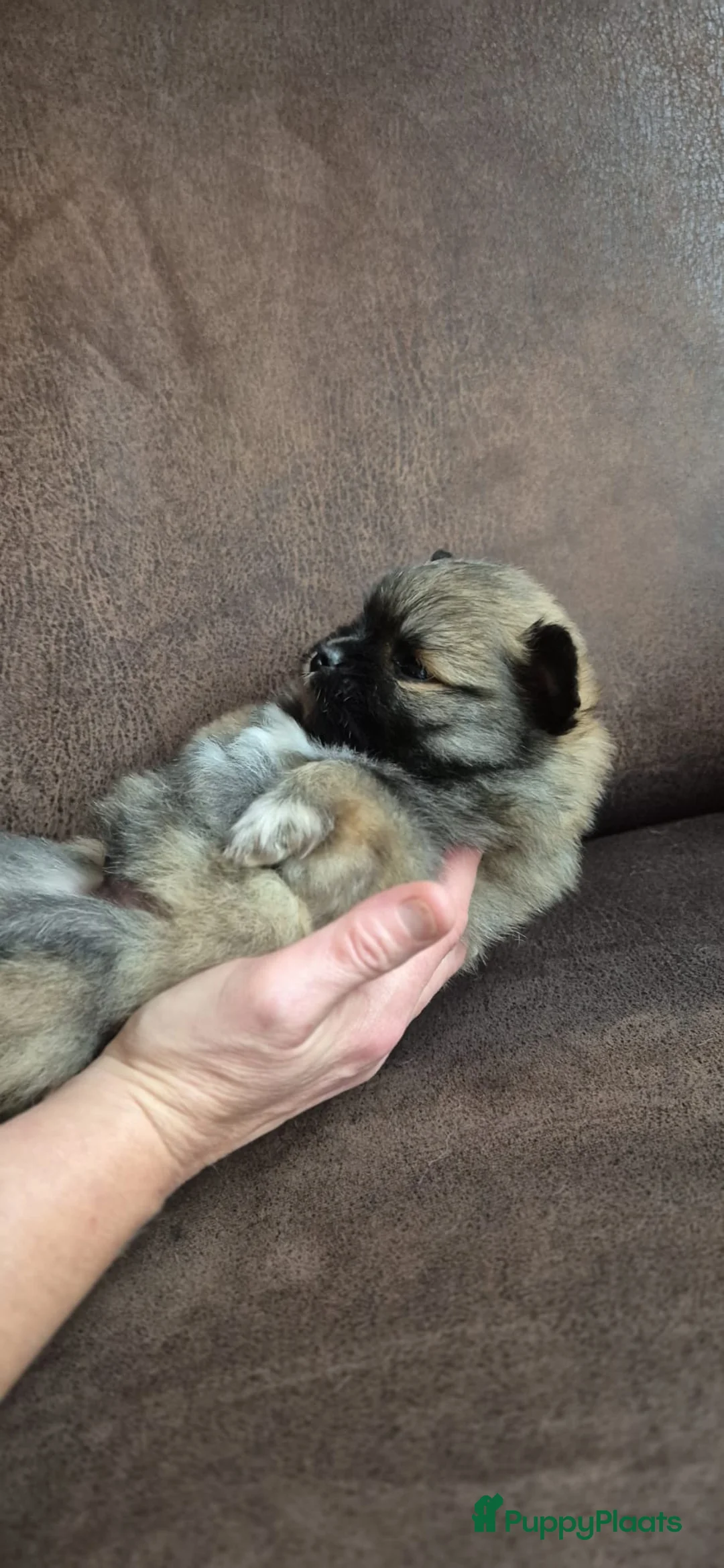 Kruising honden te koop: 3 reutjes - Advertentie 28