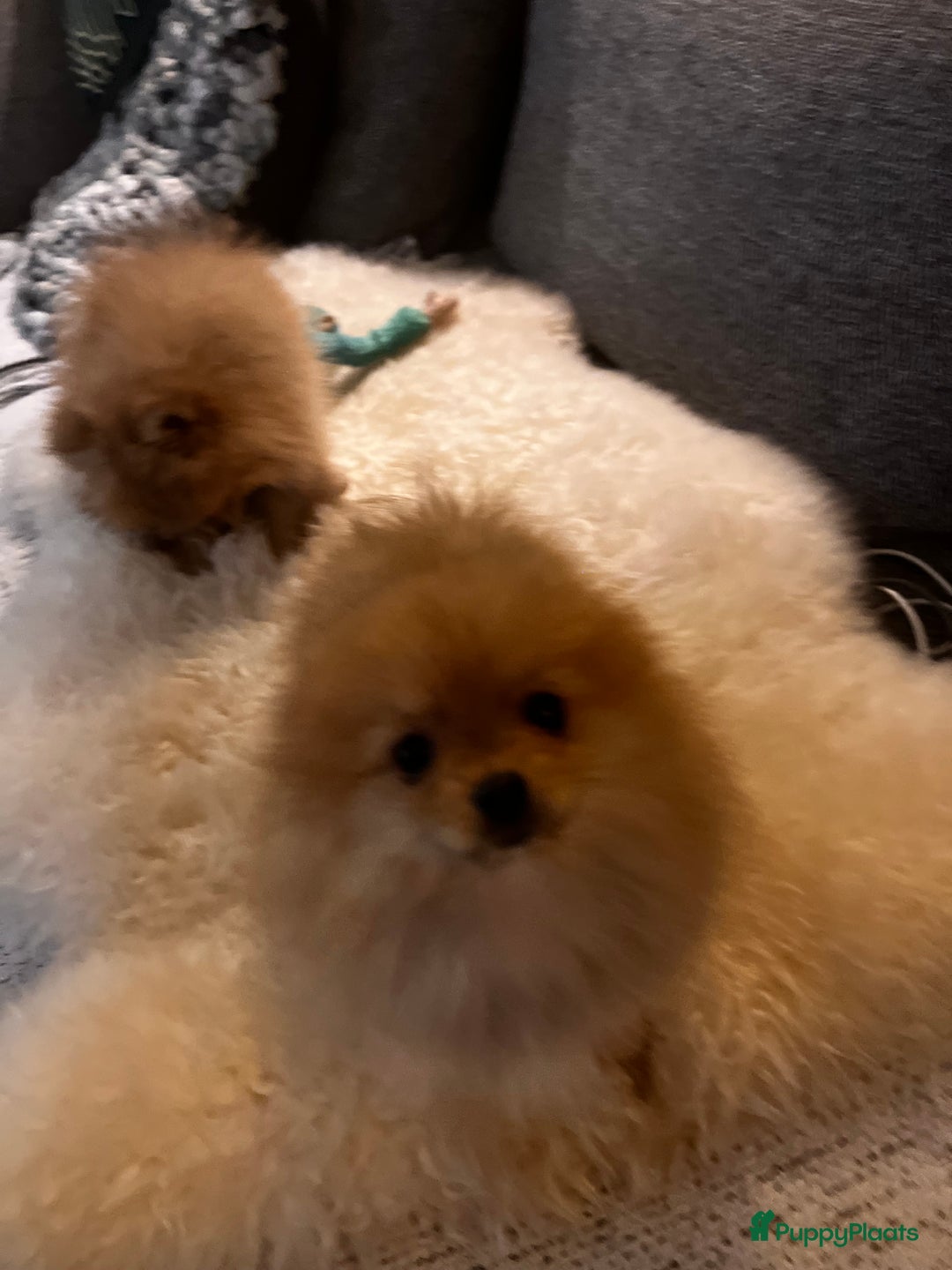 Pomeriaan honden te koop: Beautiful Healthy Bearface  Pomeranian Puppy - Advertentie 5