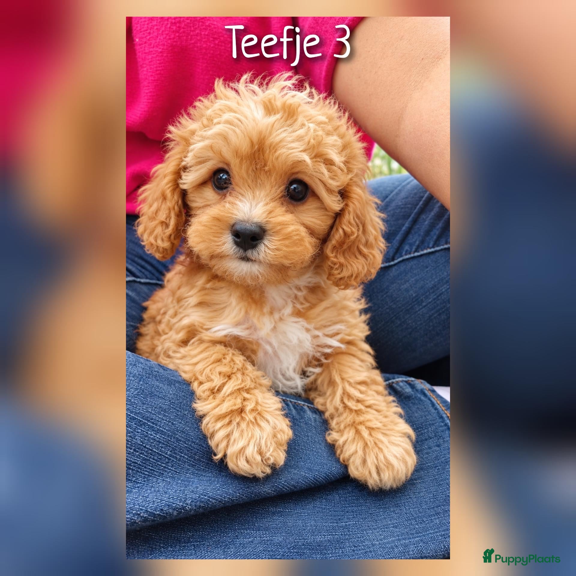 Cavapoo honden Prachtige Cavapoo pups, nog 1 beschikbaar  - Advertentie 1