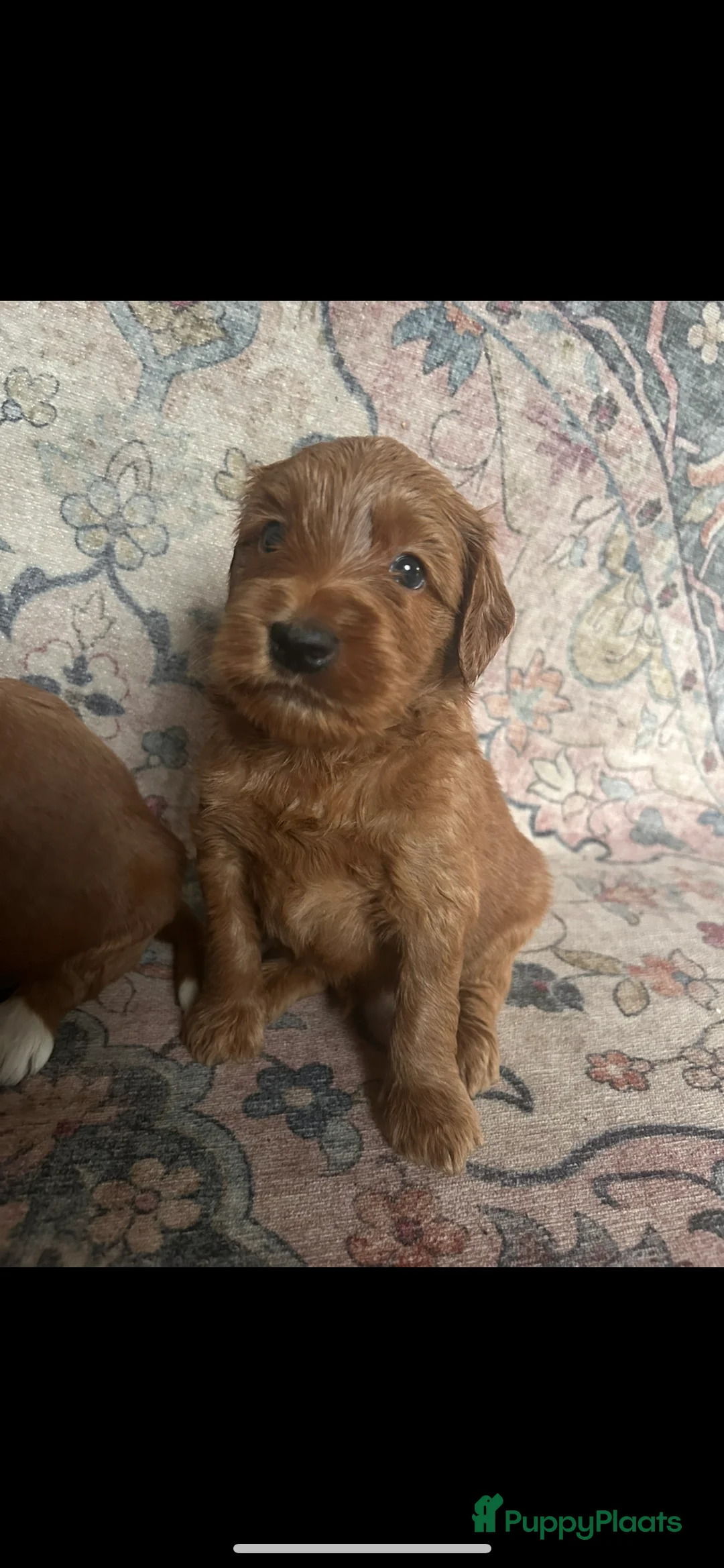 Australian Labradoodle honden te koop: Medium Cobberdog/Australian Labradoodle nestaank - Advertentie 33