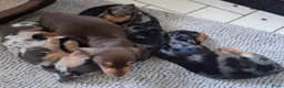 Teckel (korthaar)  honden te koop: Mooie dwergteckeltjes, aparte kleurtjes - Advertentie 7