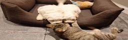Maltipoo honden te koop: Maltipoo pups. Ouders aanwezig.  - Advertentie 8