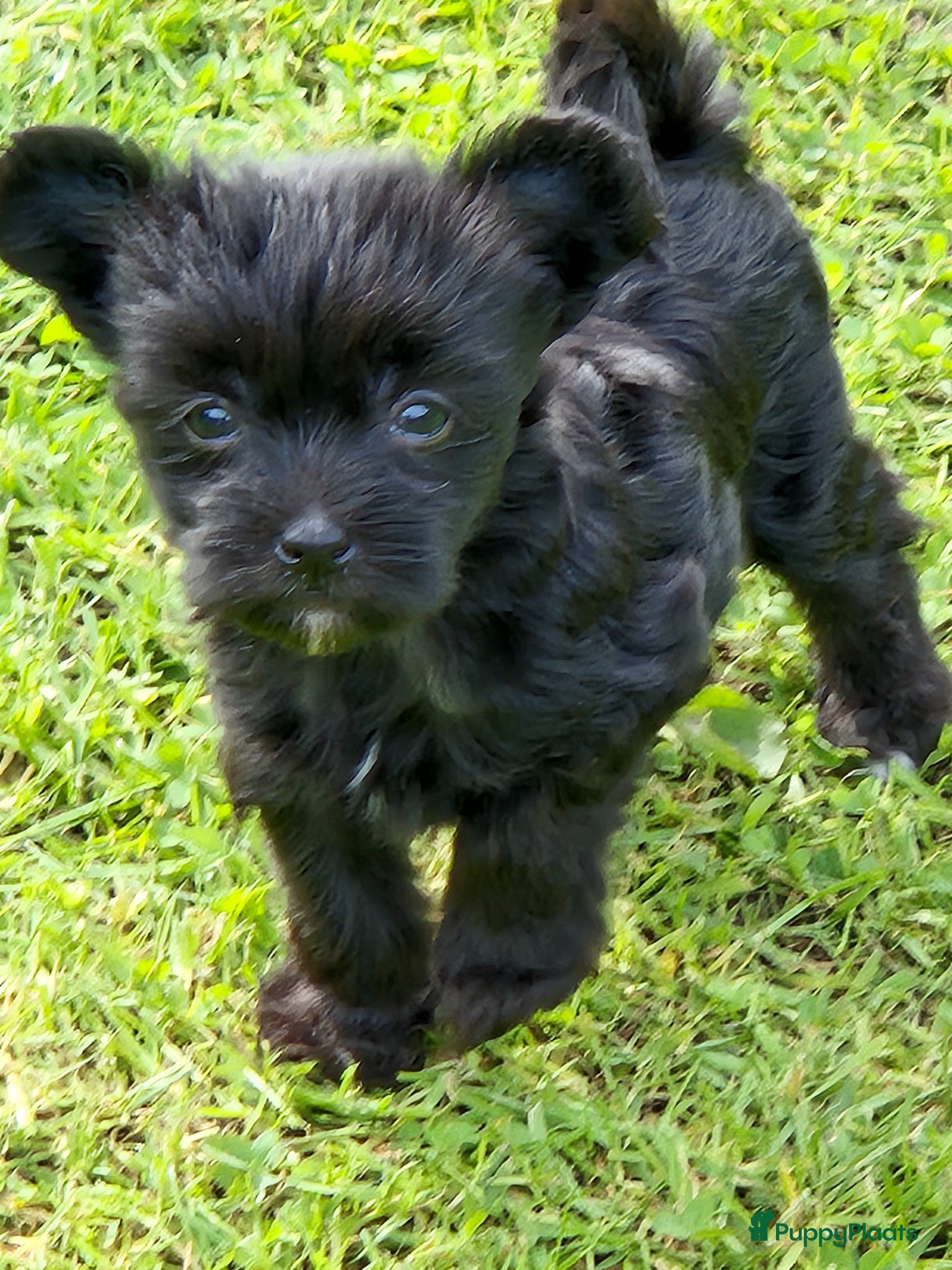 Chinese Naakthond honden Zwart powderpuff teefje pup - Advertentie 1