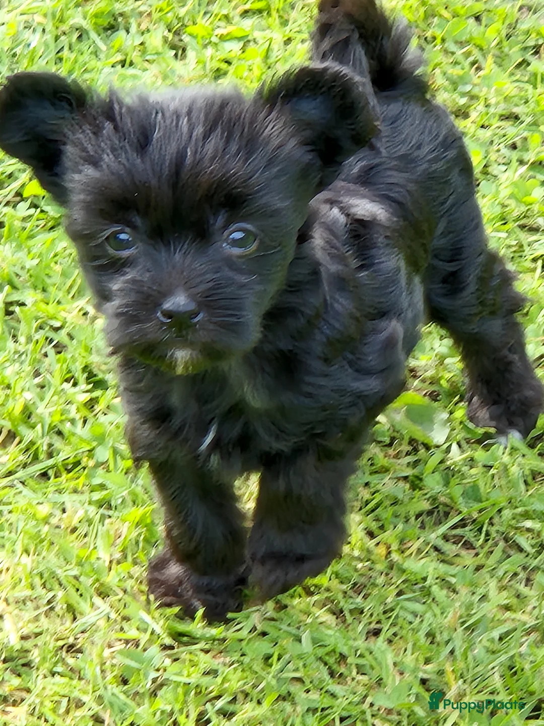 Chinese Naakthond honden te koop: Zwart powderpuff teefje pup - Advertentie 1