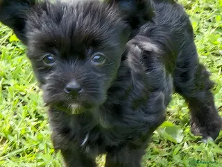 Chinese Naakthond honden Zwart powderpuff teefje pup - Advertentie 1