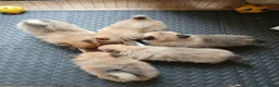 Pomchi honden te koop: Pomeriaan pups - Advertentie 13