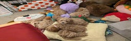 Maltipoo honden te koop: Maltipoo F1b worden rond kerst geboren 🥰 !  - Advertentie 21