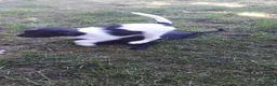 Kruising honden te koop: Prachtige Goldendoole X Friese Stabij pups - Advertentie 7