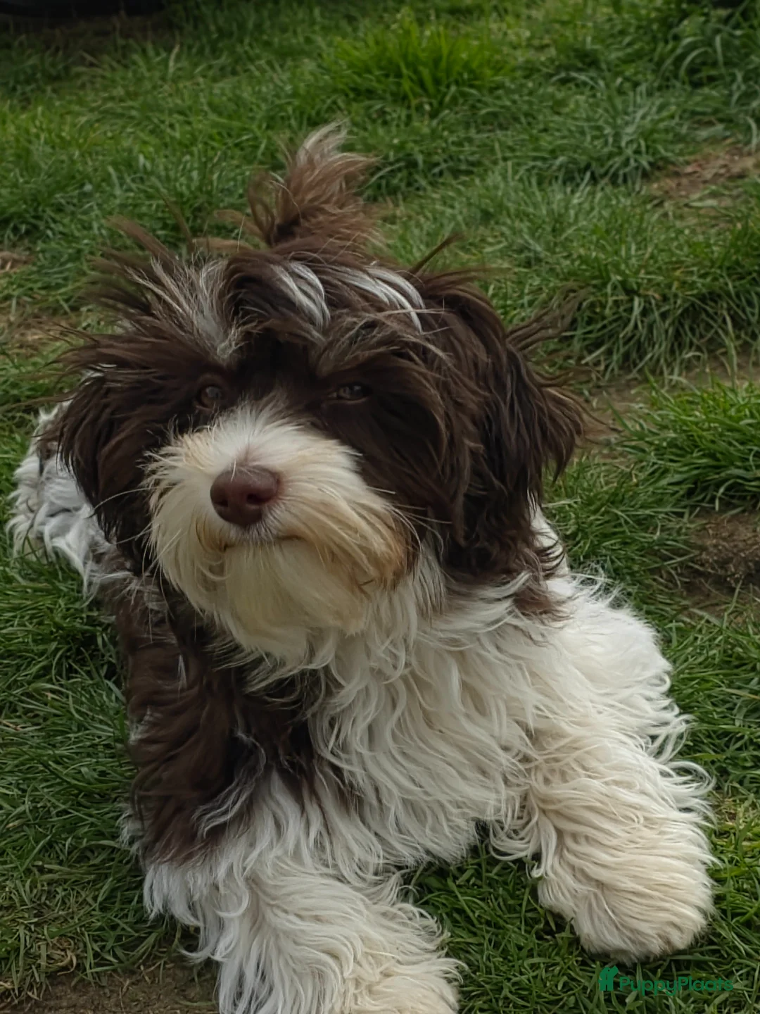 Havanezer honden te koop: Prachtige havanezer pup 5 maanden oud - Advertentie 1