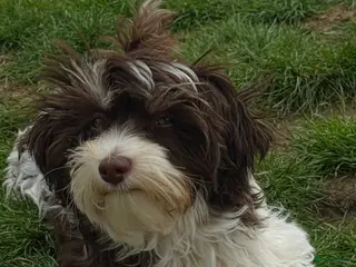 Havanezer honden te koop: Prachtige havanezer pup 5 maanden oud - Advertentie 1