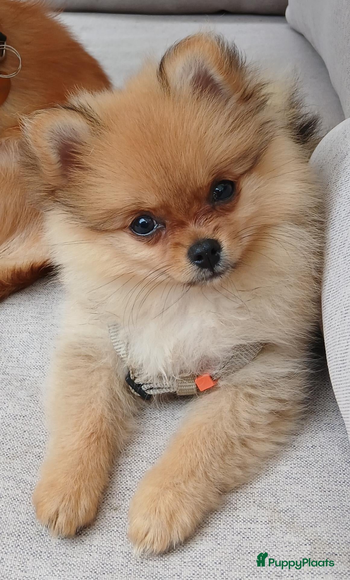Pomchi honden Pomeriaan pups - Advertentie 1