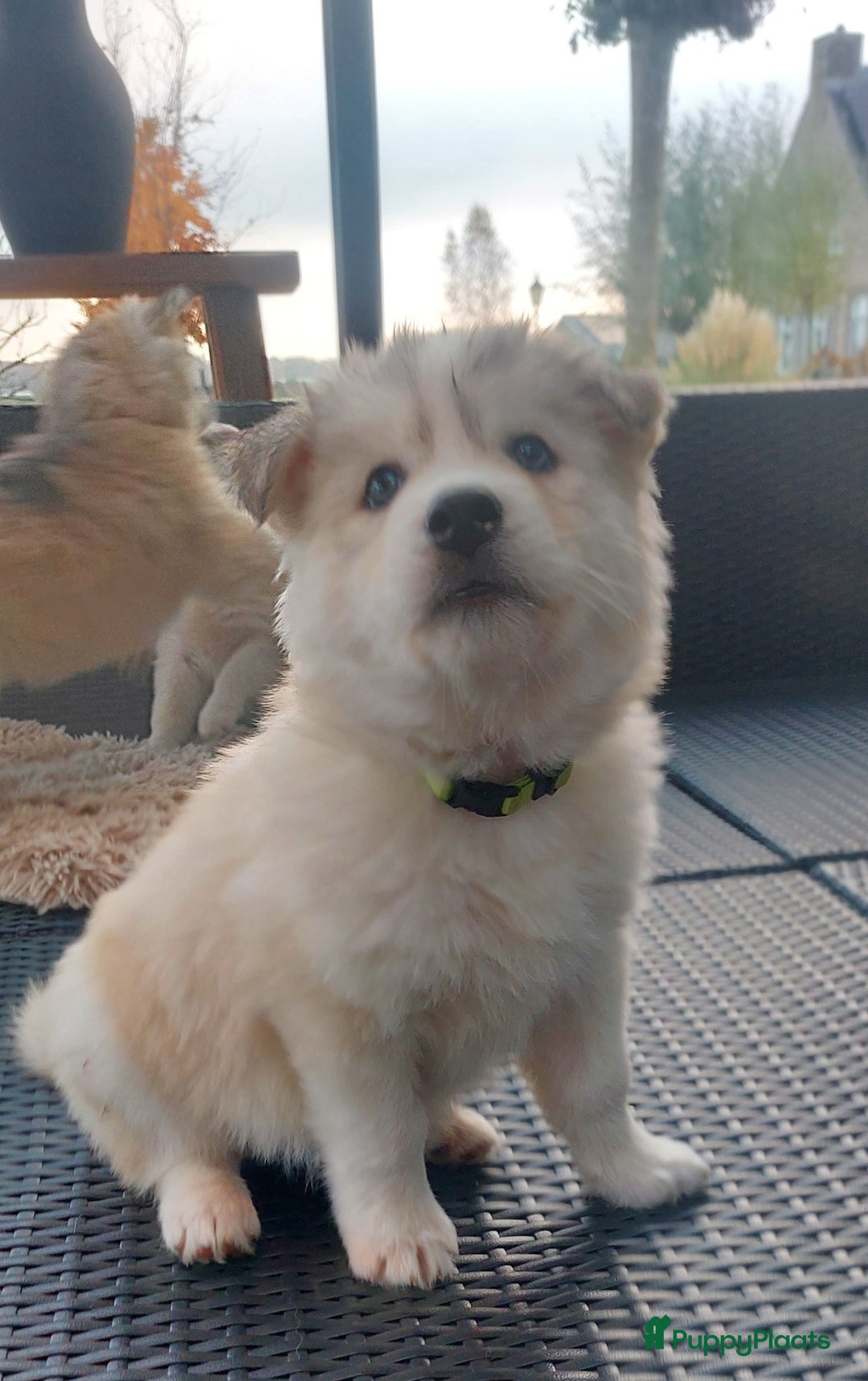 Pomsky honden te koop: Prachtige pomsky pups! - Advertentie 11