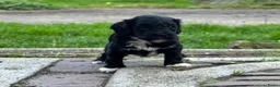 Labradoodle honden te koop: Nog 4 Mini Labradoodle pups beschikbaar.  - Advertentie 24