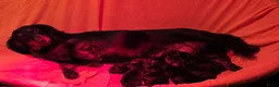 Teckel (korthaar)  honden te koop: Teckel pups - Advertentie 23