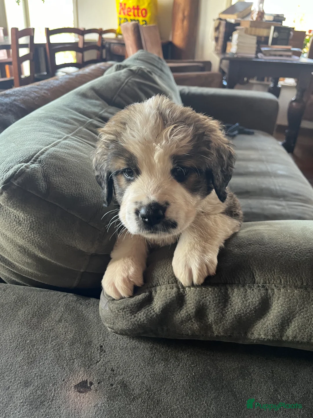 Kruising honden te koop: Super lieve Sint Berner pups - Advertentie 23