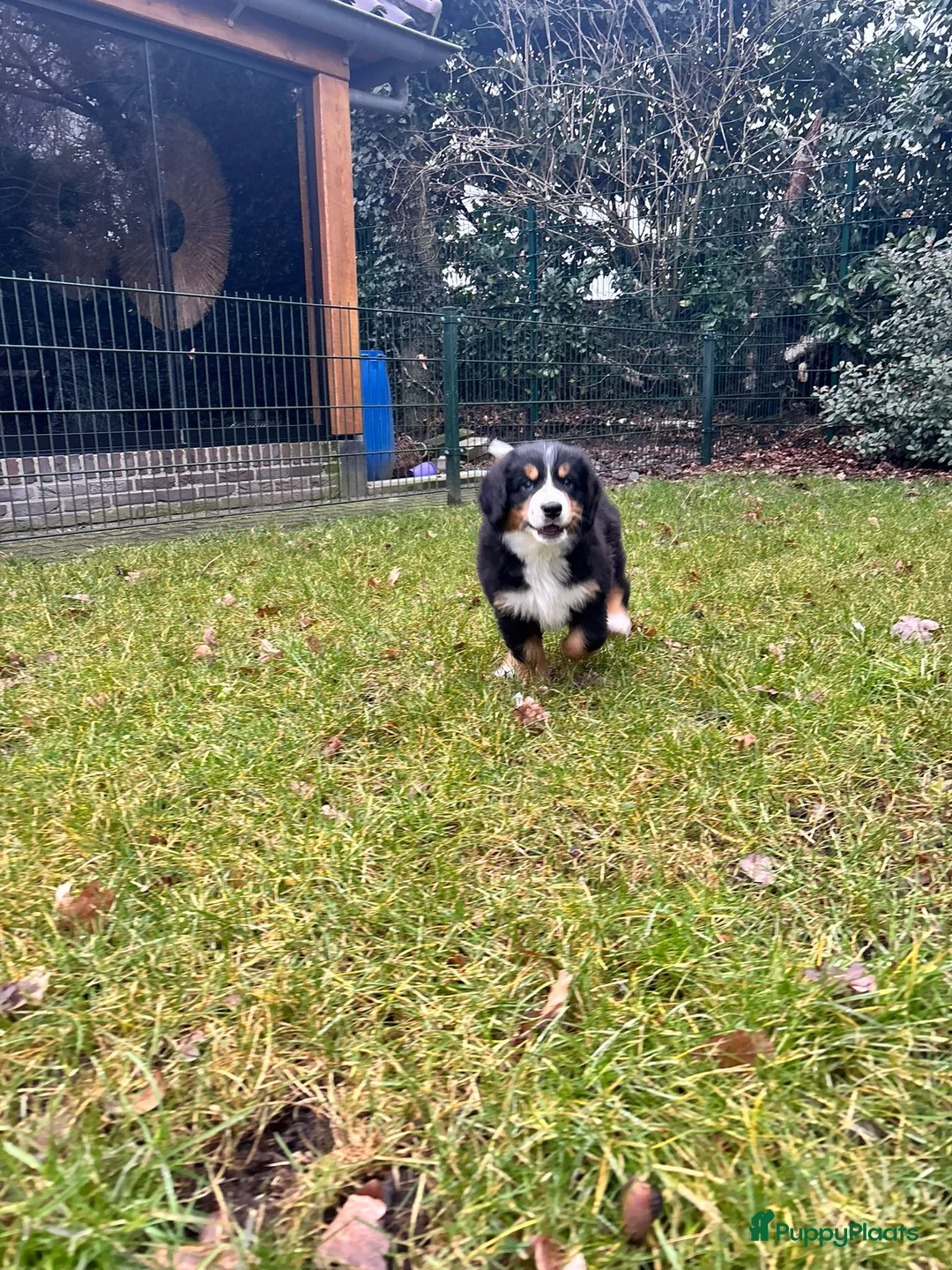 Berner Sennenhond honden te koop: Berner-sennen teefje - Advertentie 3