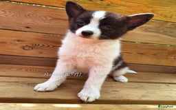 Pomsky honden te koop: Pomsky reutje Rocky  in Weert - Afbeelding 1