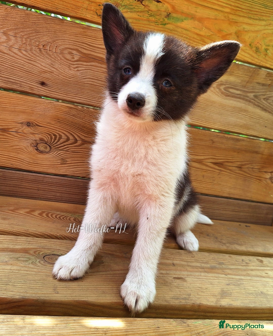 Pomsky honden te koop: Pomsky reutje Rocky  in Weert - Afbeelding 1