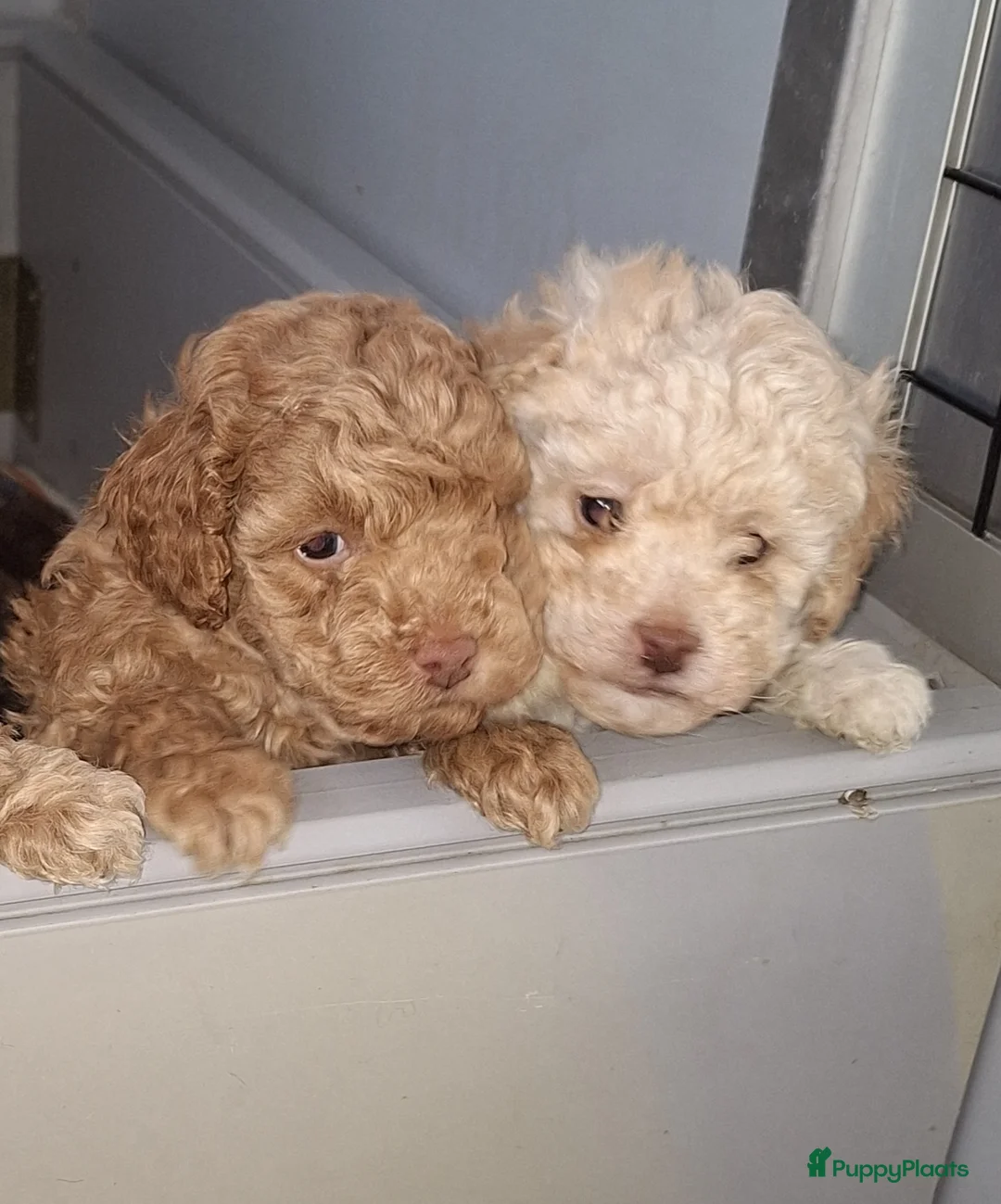 Poedel Toy honden te koop: 1 abricot/blond/merle toypoedel reutje - Advertentie 4