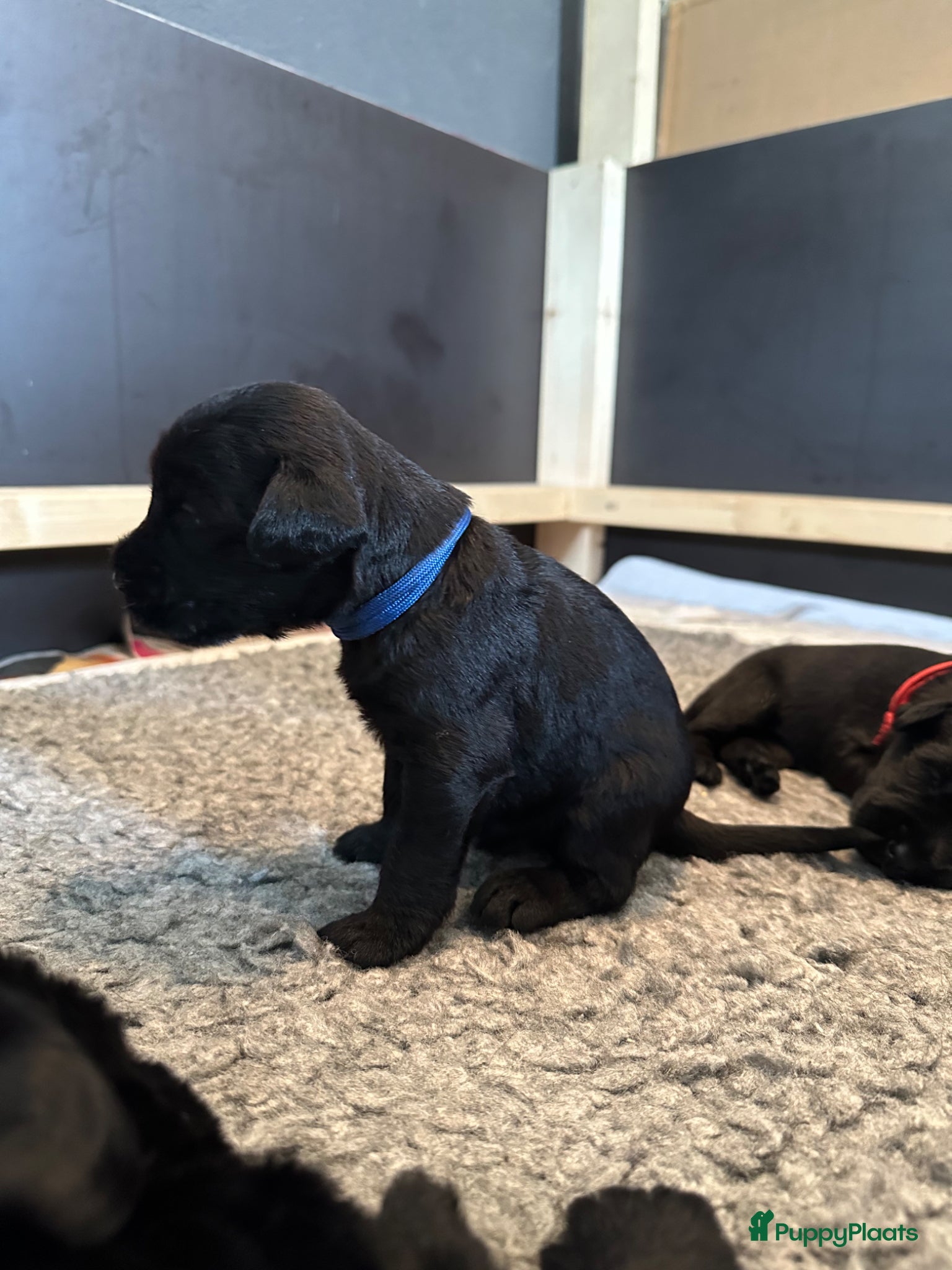 Riesenschnauzer honden Giant Schnauzer puppy met stamboom - Advertentie 1