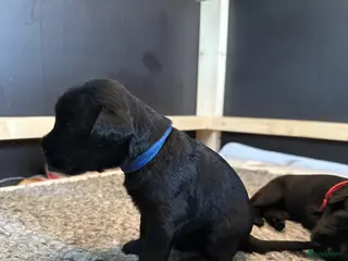 Riesenschnauzer honden te koop: Giant Schnauzer puppy met stamboom - Advertentie 2