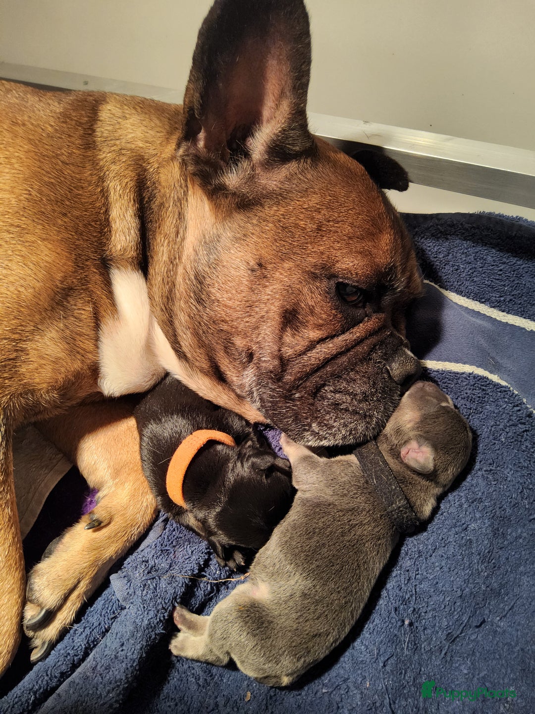 Franse Bulldog honden te koop: Fr bulldog puppy's uit geteste ouders - Advertentie 12