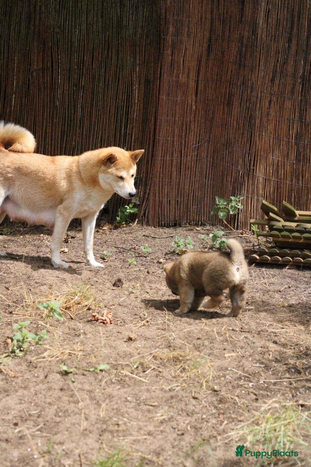 Shiba honden te koop: Shiba teefje met stamboom - Afbeelding 5