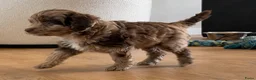 Labradoodle honden te koop: Nog 3 prachtige Labradoodle puppy’s beschikbaar - Advertentie 15