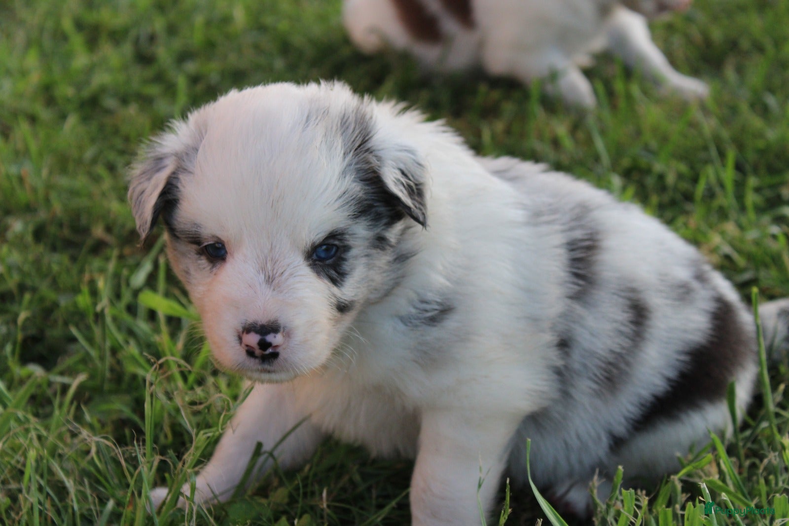Border Collie Puppy 1