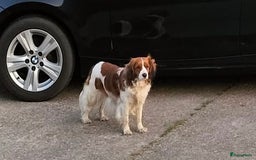 Kooikerhondje honden te koop: Kooiker pups  - Afbeelding 7