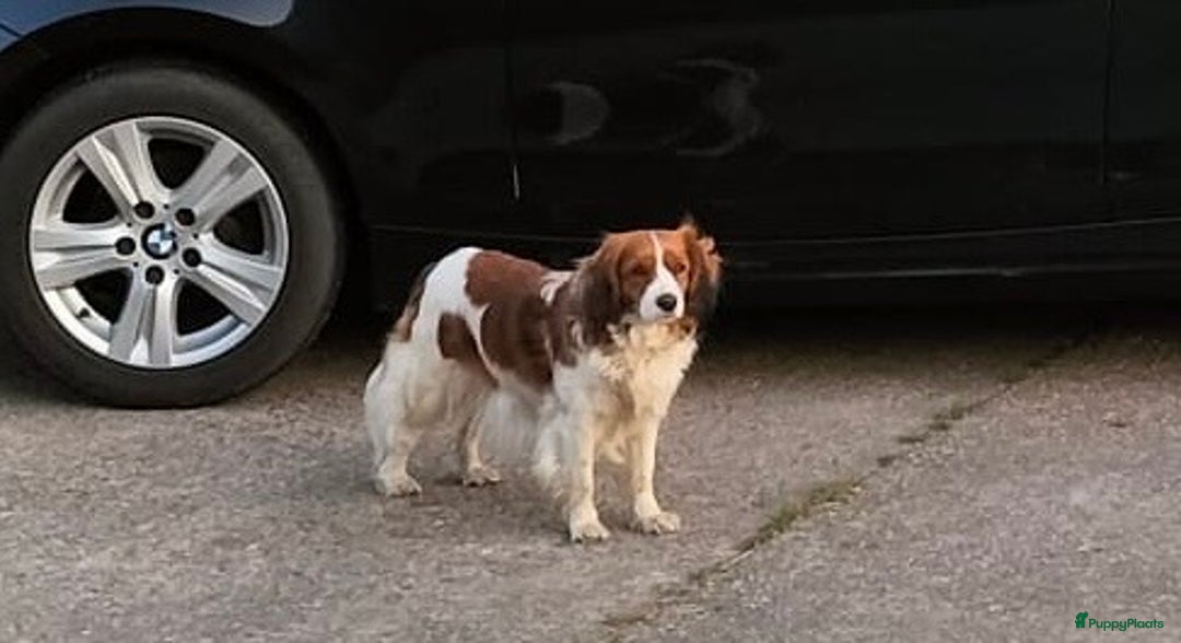 Kooikerhondje honden te koop: Kooiker pups  - Afbeelding 7