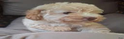 Poedel Toy honden te koop: Toy poedel  - Advertentie 9