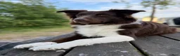 Australian Shepherd honden te koop: Australian shepherd pups ( nog 3 beschikbaar  - Advertentie 11