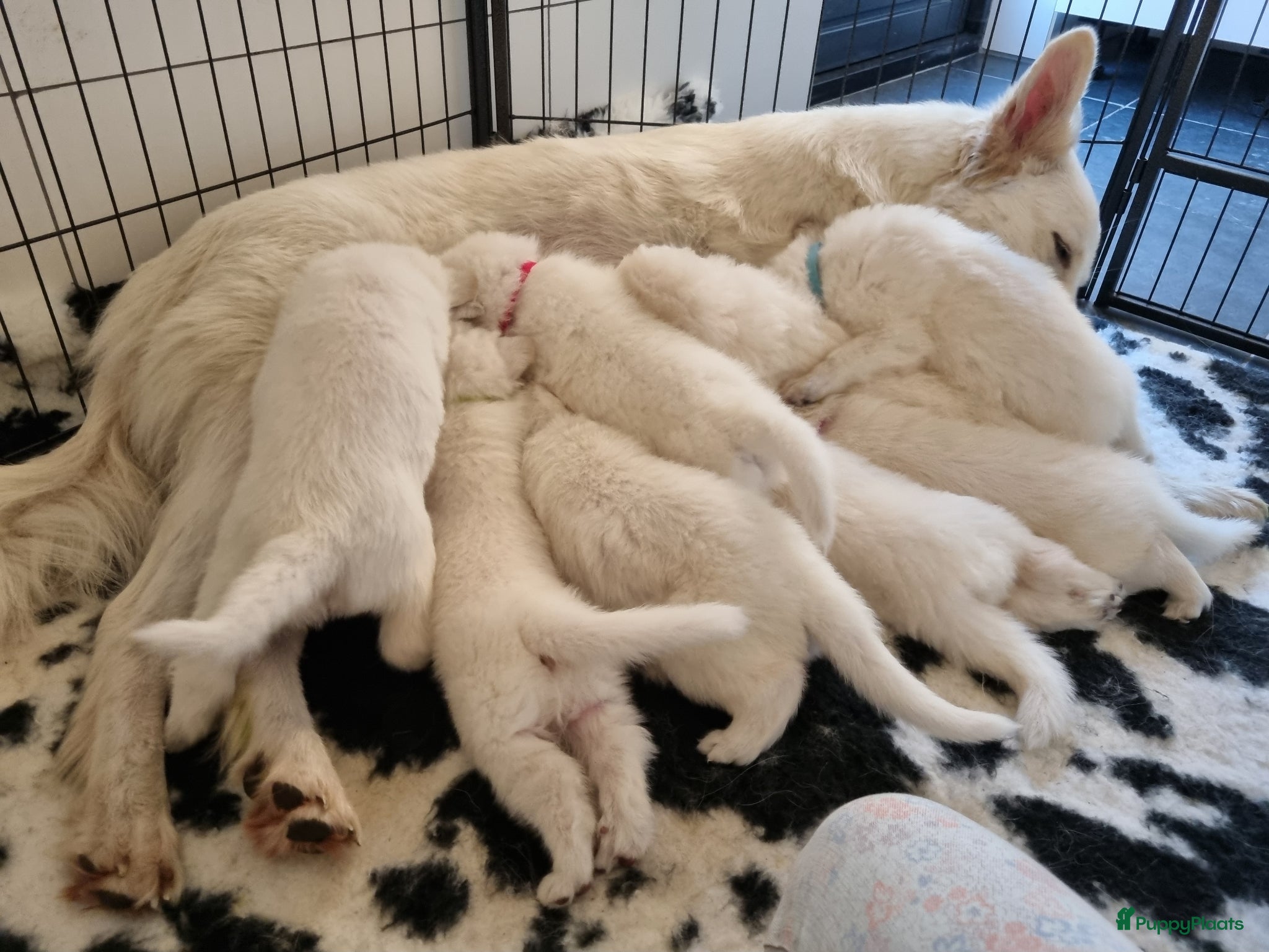 Zwitserse Witte Herdershond honden Zwitserse witte herder puppy's - Advertentie 1