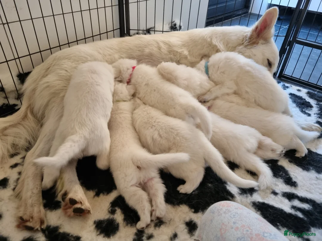 Zwitserse Witte Herdershond honden te koop: Zwitserse witte herder puppy's - Advertentie 1