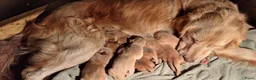 Goldador honden te koop: Goldenretriever x labrador pups  - Advertentie 3