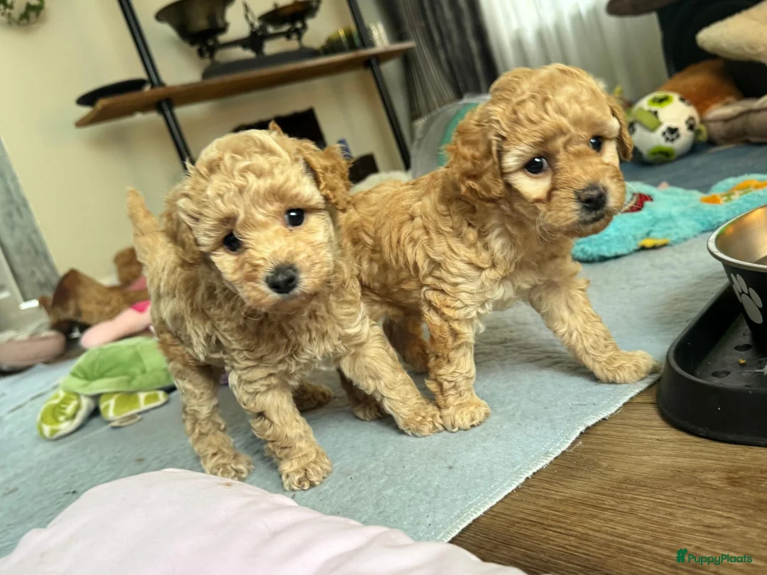 Maltipoo honden te koop: Maltipoo pups - Advertentie 2