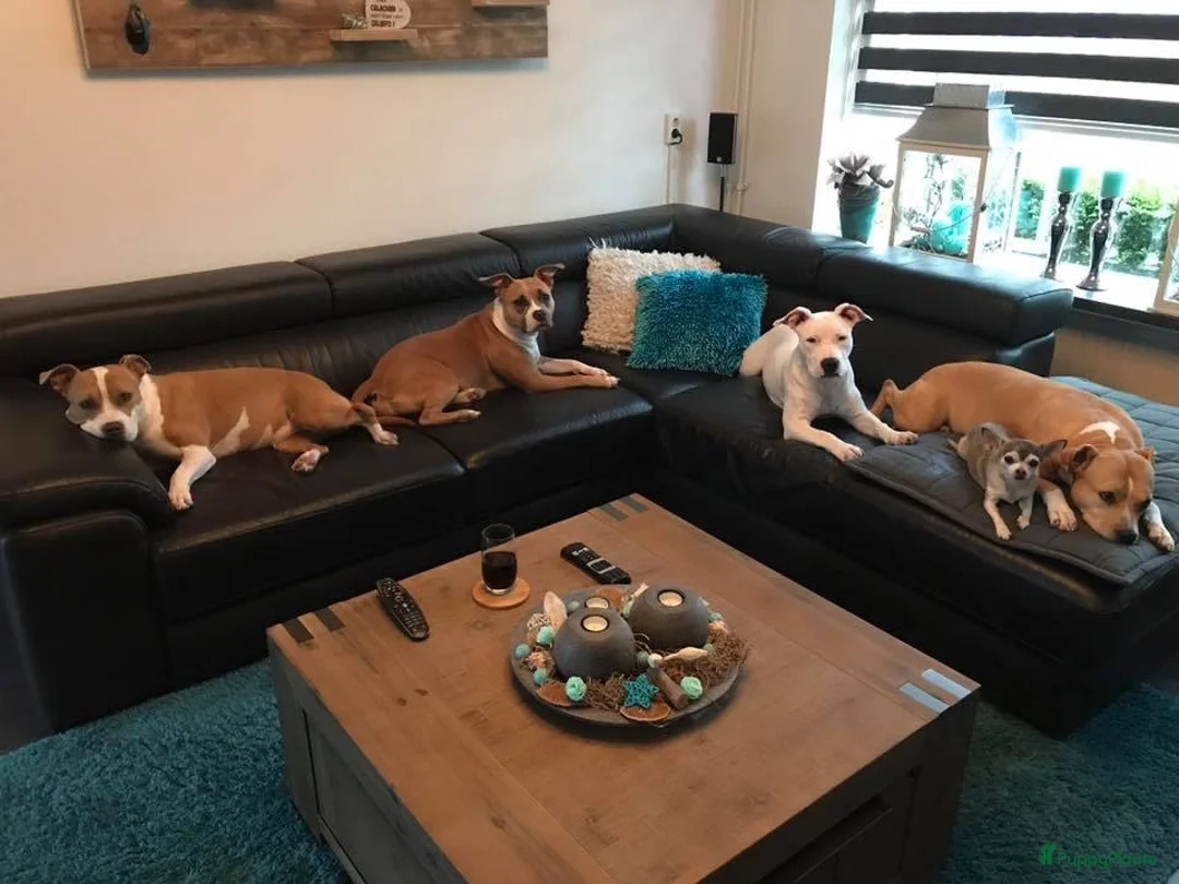 Galerij afbeelding {{count}}