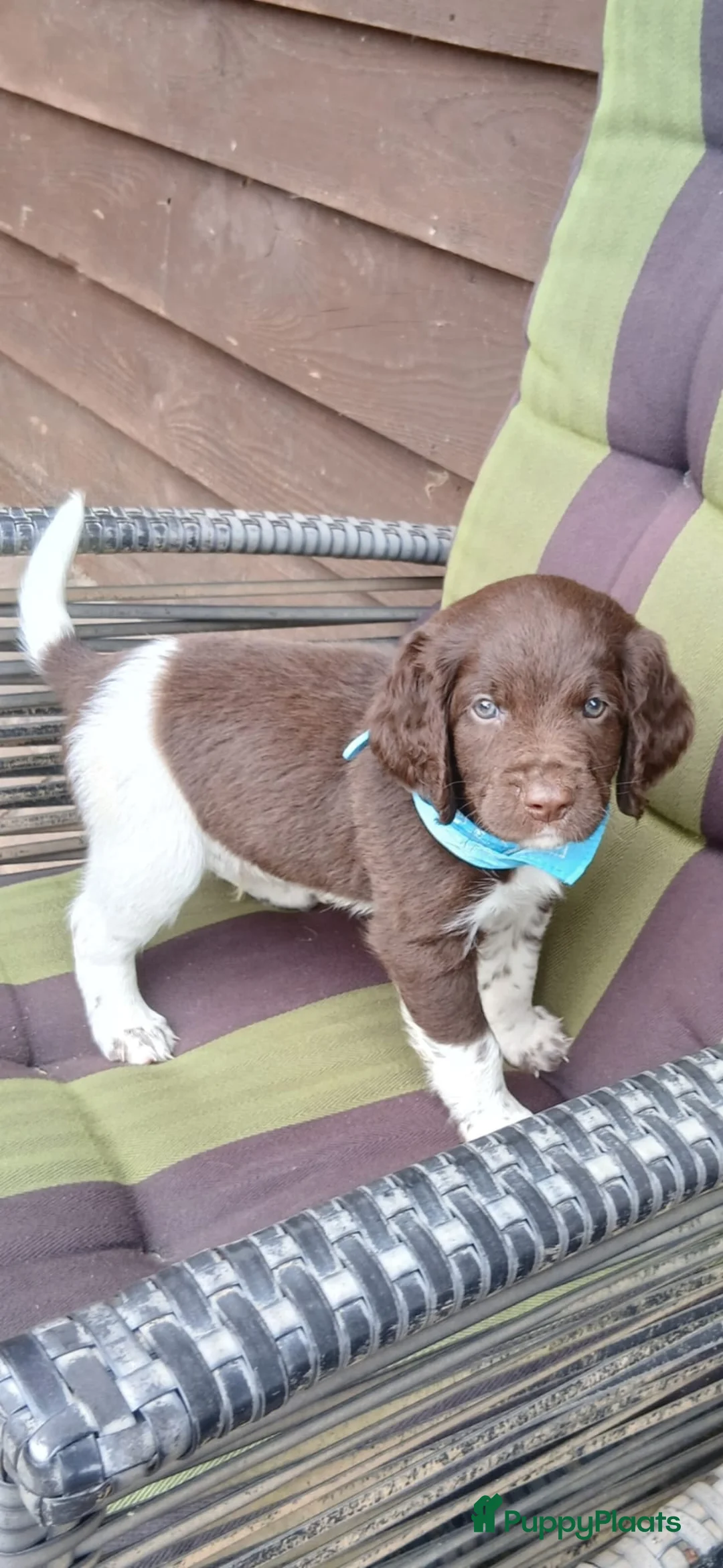 Heidewachtel honden te koop: Heidewachtel pups Kleine Münsterlander, nog 1 reu - Advertentie 1