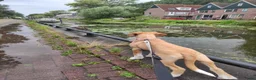 Kruising honden te koop: Lieve Tala zoekt een nieuw thuis - Advertentie 4