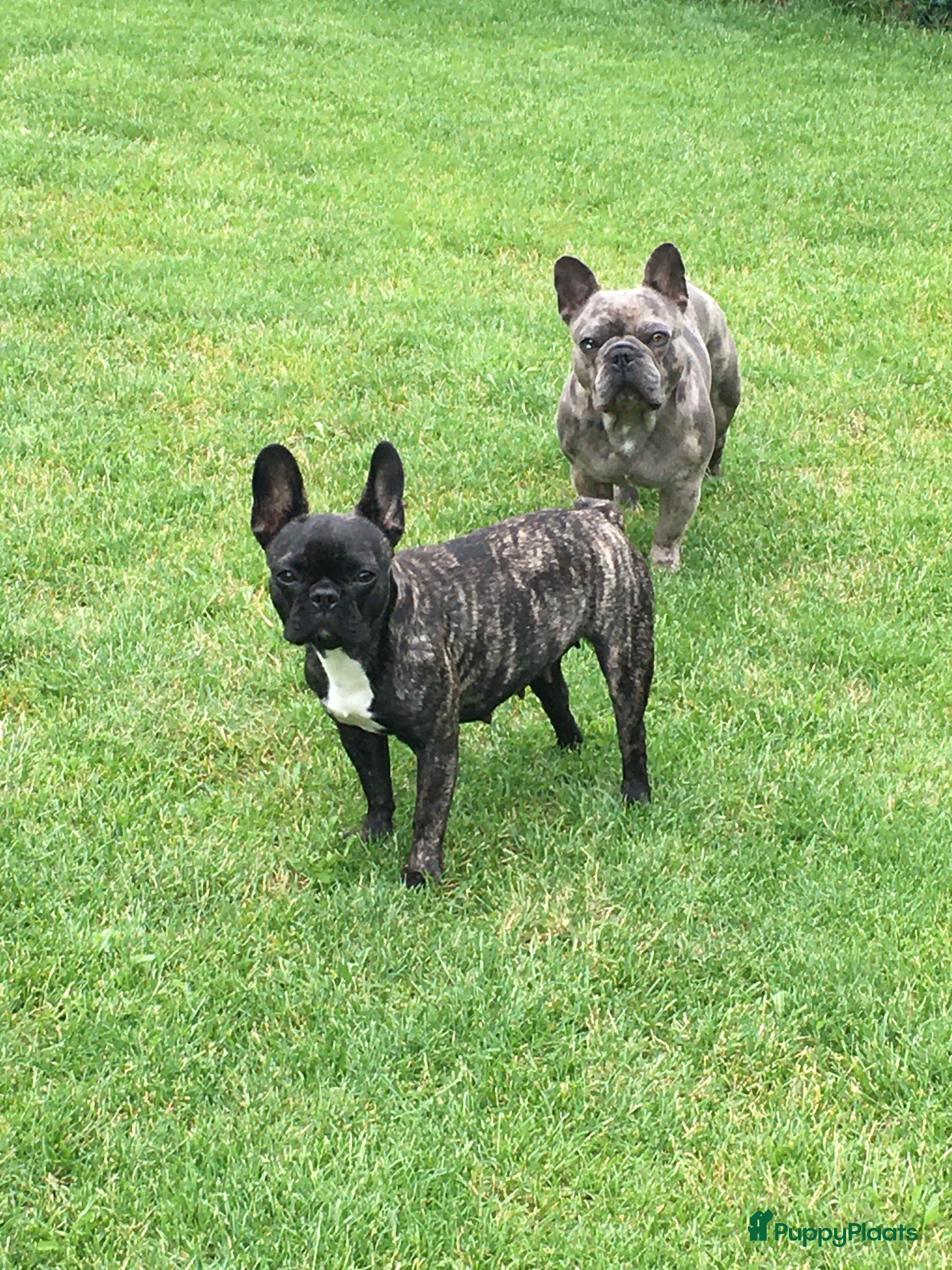 Franse Bulldog honden Franse bulldog puppy’s  - Advertentie 1