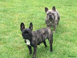 Franse Bulldog honden Franse bulldog puppy’s - Advertentie 1