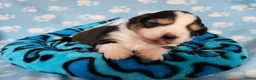 Australian Shepherd honden te koop: Australian Shepherd pupje met FCI stamboom - Advertentie 4